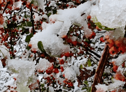 重庆居然还没入冬！